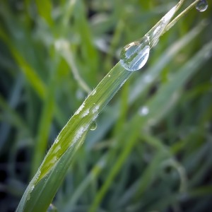 Gotas de  Rocio